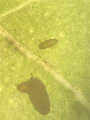 Aphidomorpha
