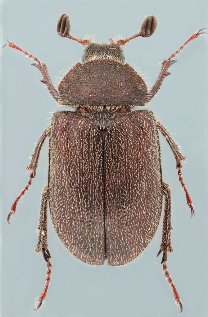 Nicagus obscurus