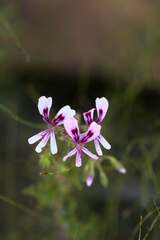Pelargonium scabroide