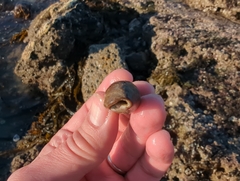 Atrimitra idae
