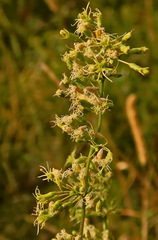 Silene densiflora