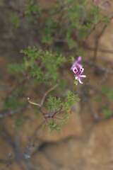 Pelargonium scabroide