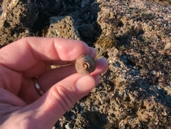 Atrimitra idae