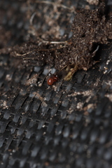 Ostearius melanopygius