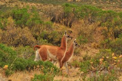 Lama guanicoe