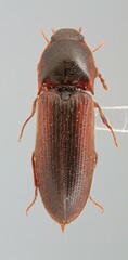 Ampedus fusculus