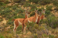 Lama guanicoe