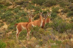 Lama guanicoe