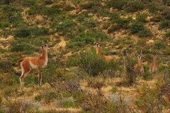 Lama guanicoe