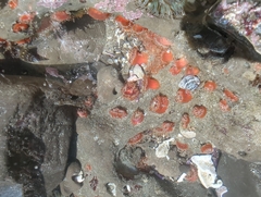 Corynactis californica