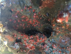 Corynactis californica