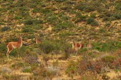 Lama guanicoe