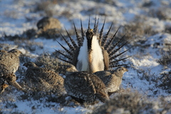 Centrocercus urophasianus