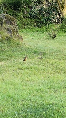 Grallaria quitensis