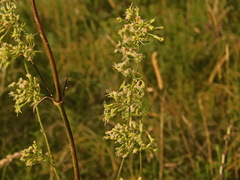 Silene densiflora