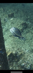 Acanthurus sohal