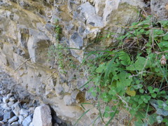 Melica rectiflora