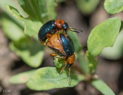 Gastrophysa polygoni