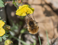 Bombylius major