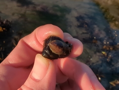 Crepidula adunca