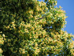 Tilia cordata