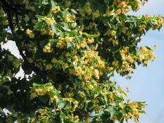Tilia cordata