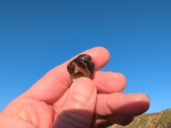 Crepidula adunca