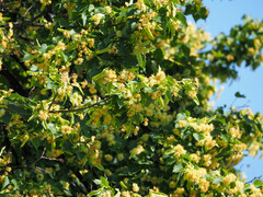 Tilia cordata