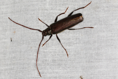 Xystrocera virescens