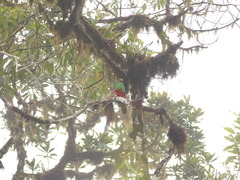 Pharomachrus auriceps