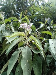 Solanum granulosoleprosum