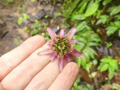 Decaloba