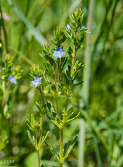 Veronica verna