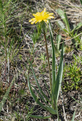 Takhtajaniantha austriaca