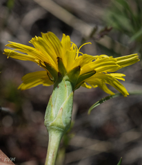 Takhtajaniantha austriaca