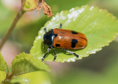 Clytra quadripunctata