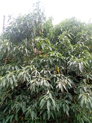 Solanum granulosoleprosum