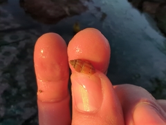 Neogastropoda