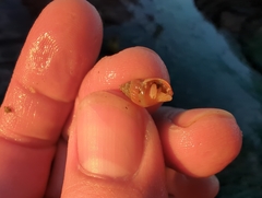 Neogastropoda