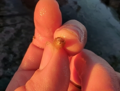 Neogastropoda