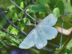 Perconia strigillaria