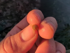 Neogastropoda
