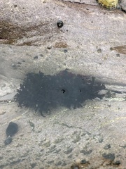 Chondrus crispus