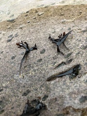 Chondrus crispus