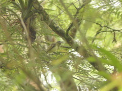 Leptopogon superciliaris