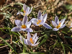 Crocus biflorus