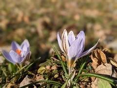 Crocus biflorus