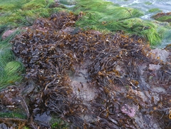 Laminaria sinclairii