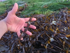 Laminaria sinclairii