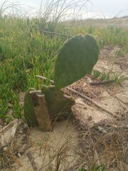 Opuntia cochenillifera